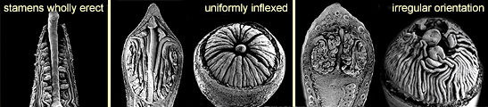 Various forms of stamen orientation in the unopened bud: stamens wholly erect, uniformly inflexed, and with irregular orientation