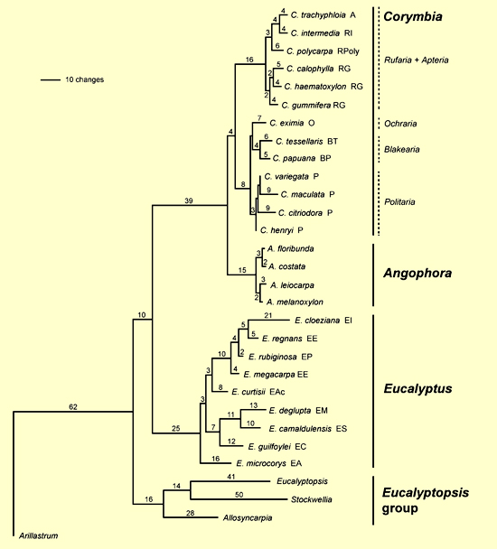 Figure 4. One of the six most parsimonious trees obtained from analysis of the combined dataset (ETS + ITS), showing branch lengths. (Source: Parra-O et al. 2006, Fig. 4)