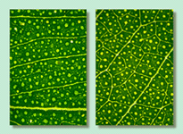 Leaf oil glands: islands