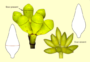 Operculum scars